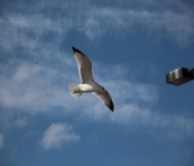 2013 10 12 DuluthWildLife  125